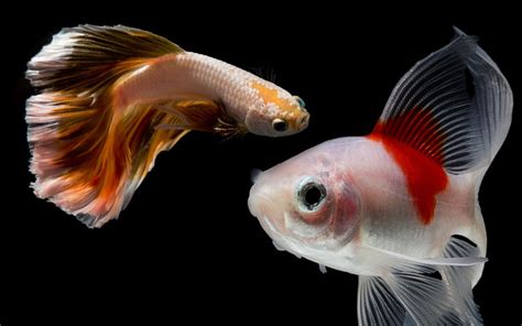 fish Goldfish, Betta &  .